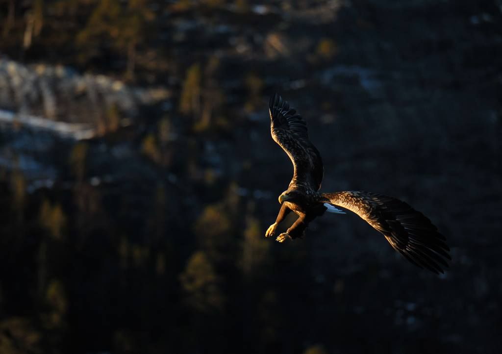 Ørn som flyr i skjærgården i Flatanger.