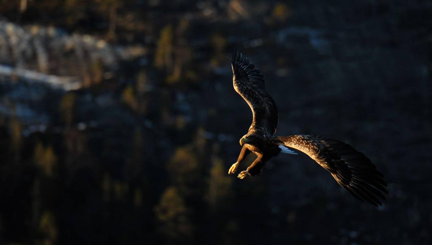 Ørn som flyr i skjærgården i Flatanger.