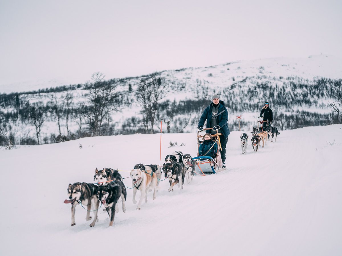 hundesledekjøring med Telemark Husky Tour