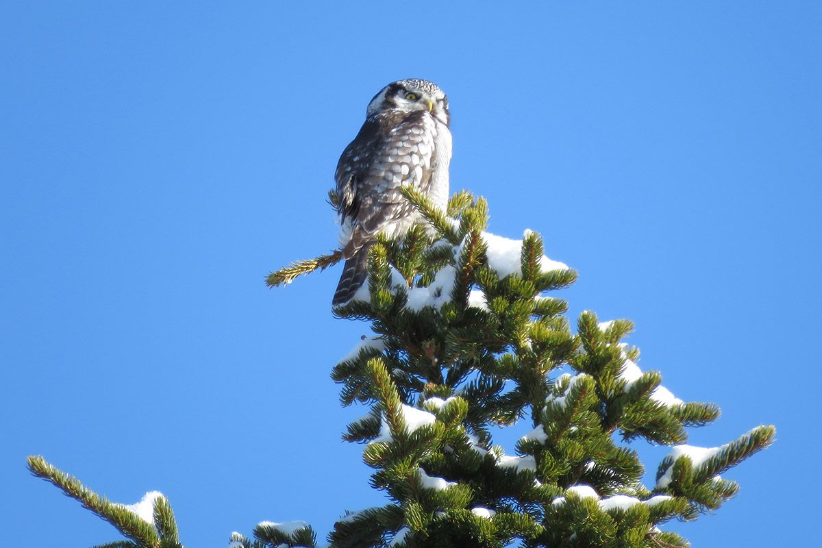 The Northern Hawk Owl (Surnia ulula) is a typical species of  the low alpine plateau Stølsvidda in Valdres.