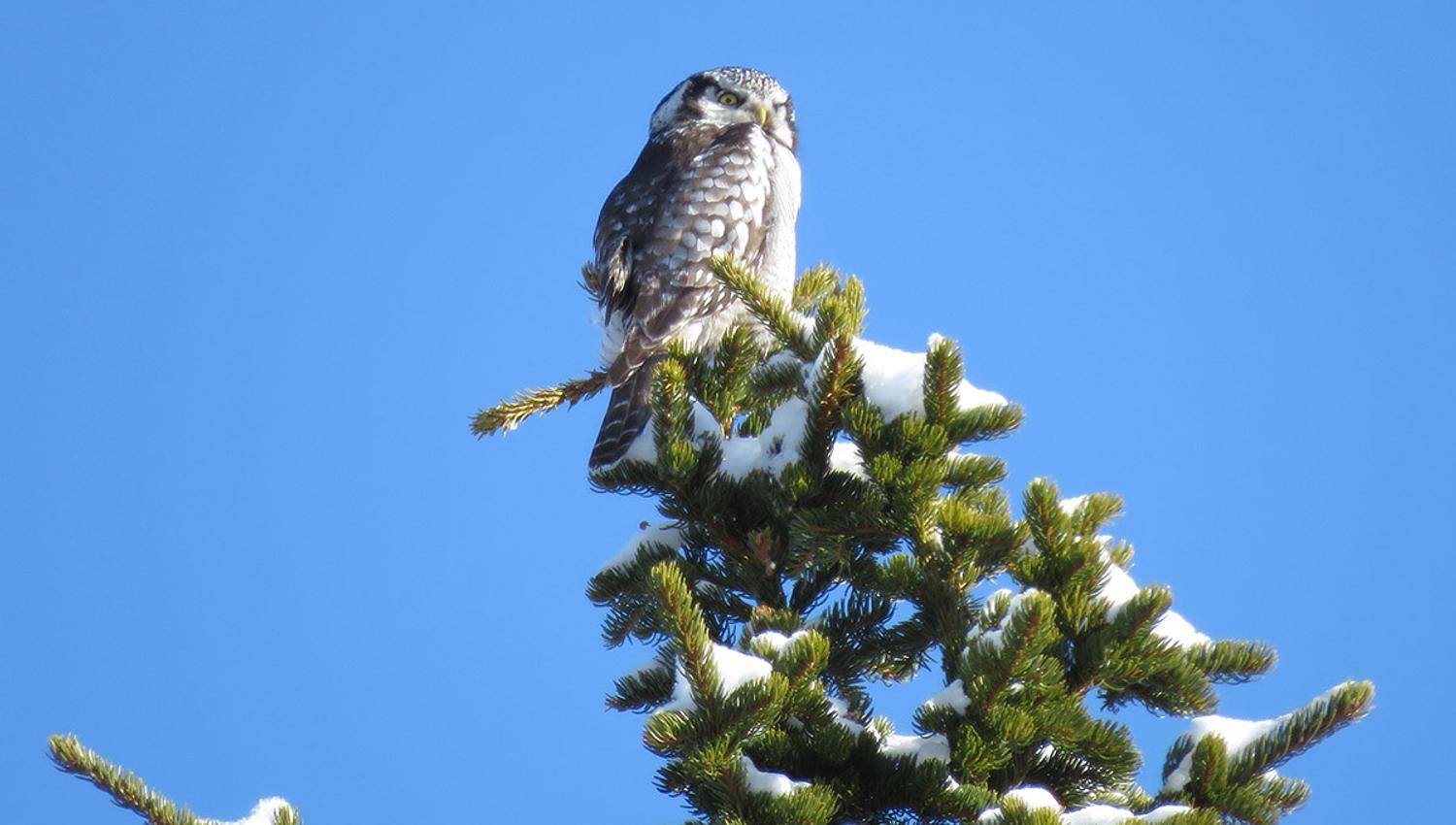 The Northern Hawk Owl (Surnia ulula) is a typical species of the low alpine plateau Stølsvidda in Valdres.