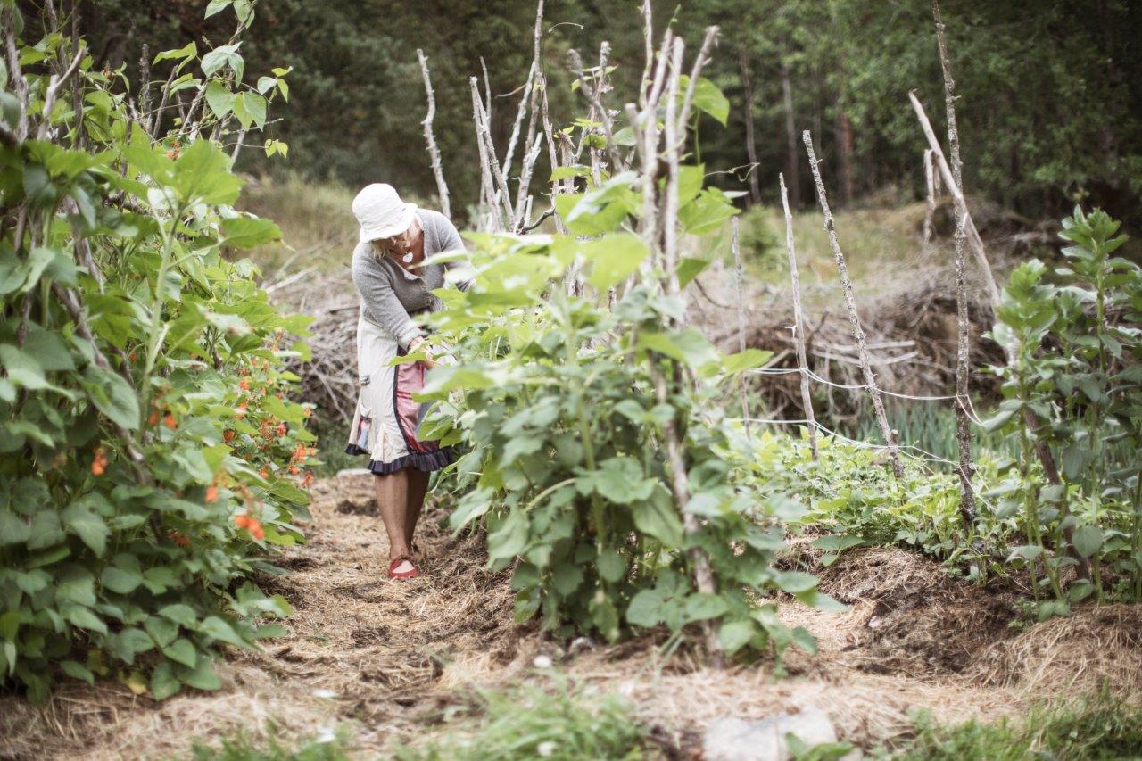 en dame i gammeldagse klær som gjør en innhøsting