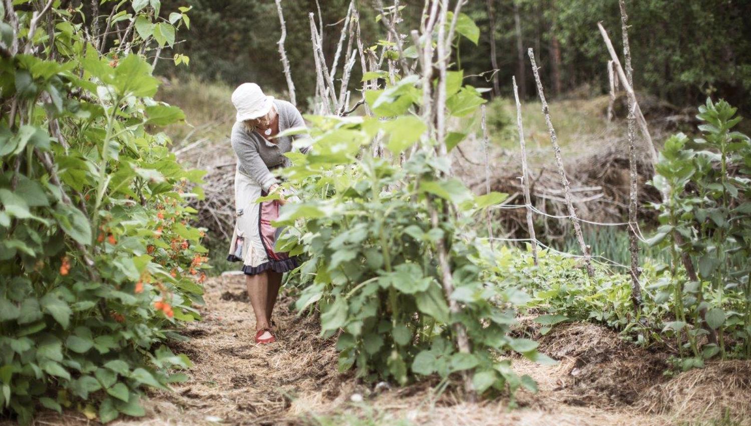 en dame i gammeldagse klær som gjør en innhøsting
