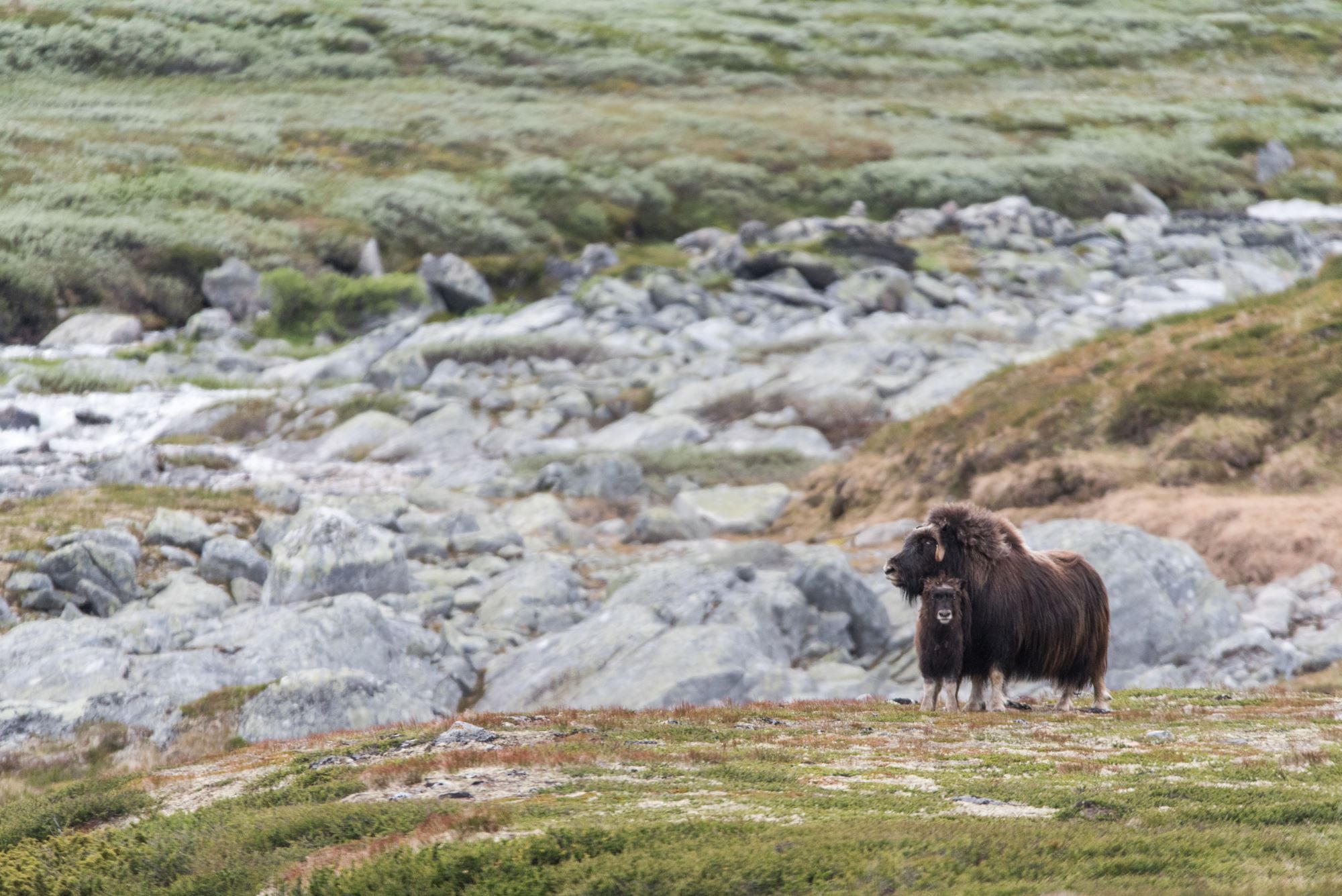 Moskussafari m/personlig guide, 2 dager