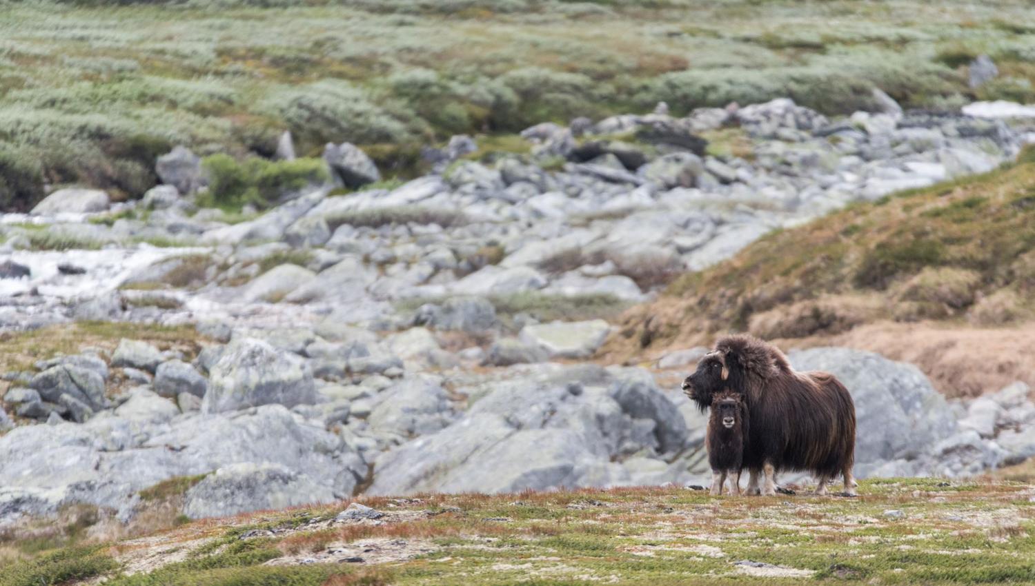 Moskussafari m/personlig guide, 2 dager