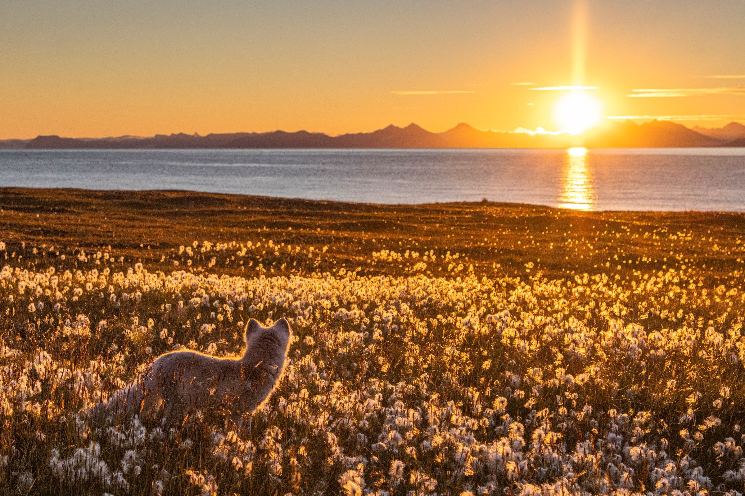 Arctic fox walking on tundra with midnight sun in background.