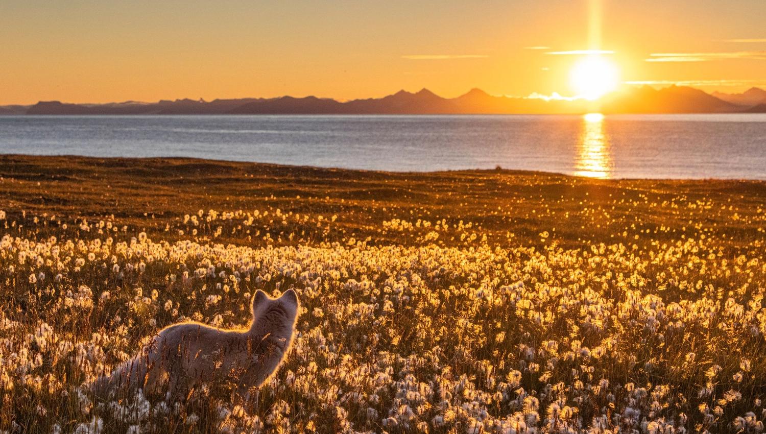 Arctic fox walking on tundra with midnight sun in background.