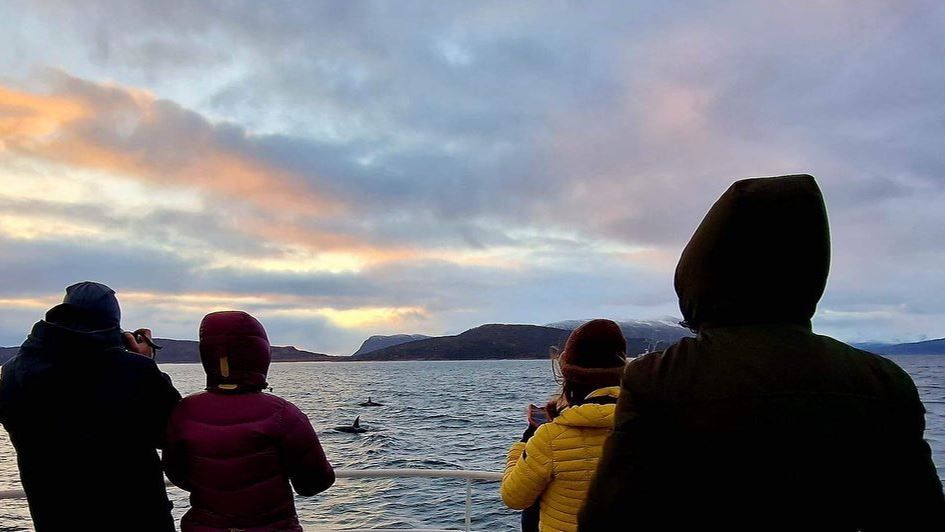 Guests observing the whales
