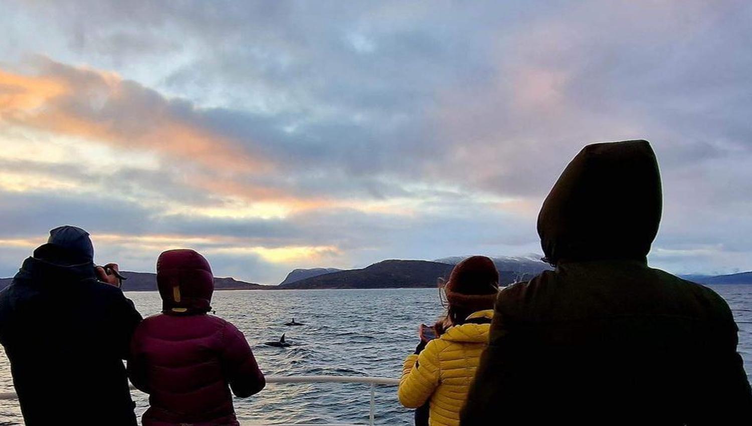 Guests observing the whales