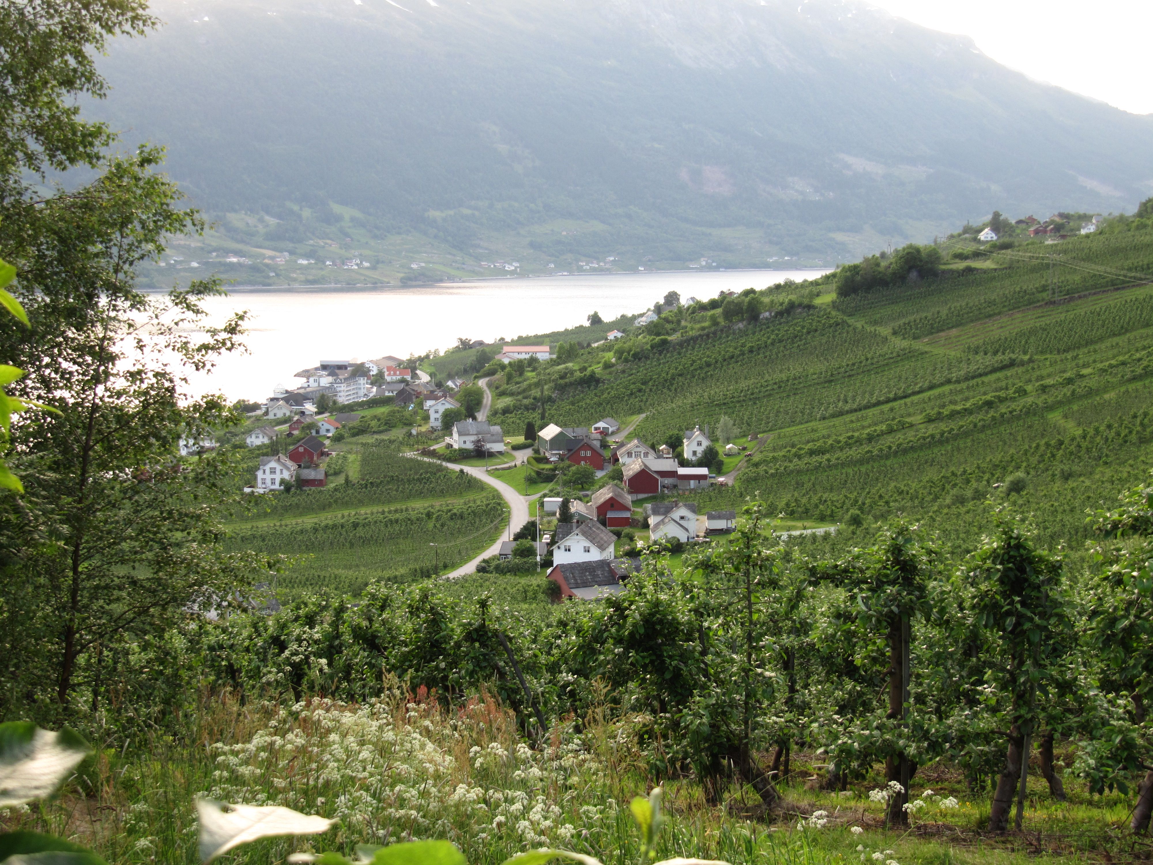 Panoramautsikt frå Fruktstien over gardar, frukthagar og Hardangerfjorden.
