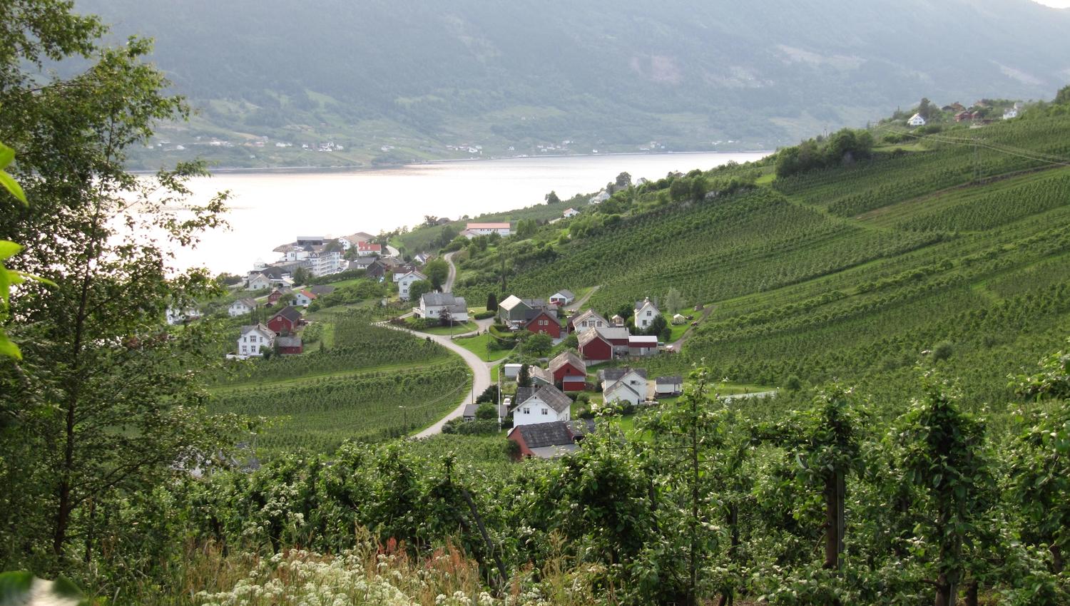 Panoramautsikt frå Fruktstien over gardar, frukthagar og Hardangerfjorden.