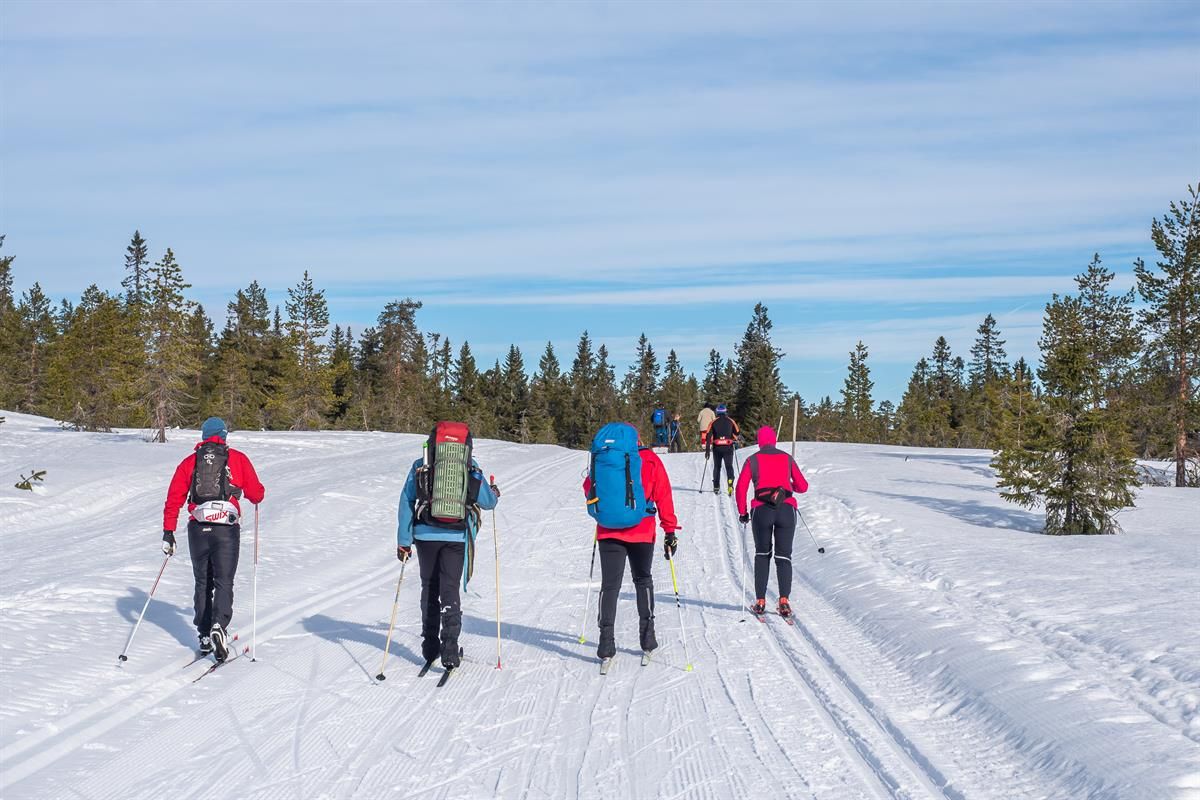 En gruppe skiløpere på tur gjennom et snødekt skogsområde, gående i parallelle skispor under klar himmel.