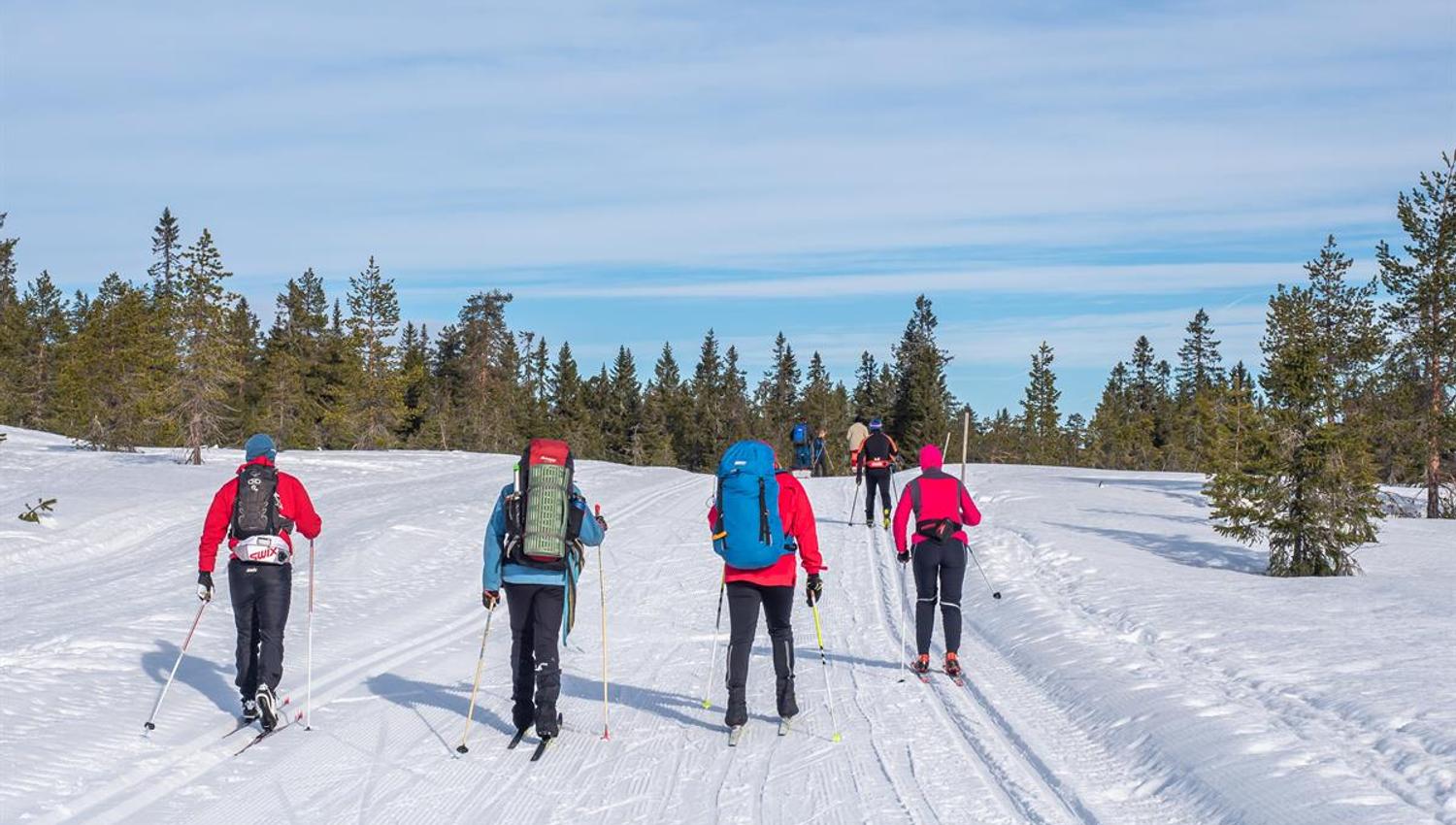 En gruppe skiløpere på tur gjennom et snødekt skogsområde, gående i parallelle skispor under klar himmel.