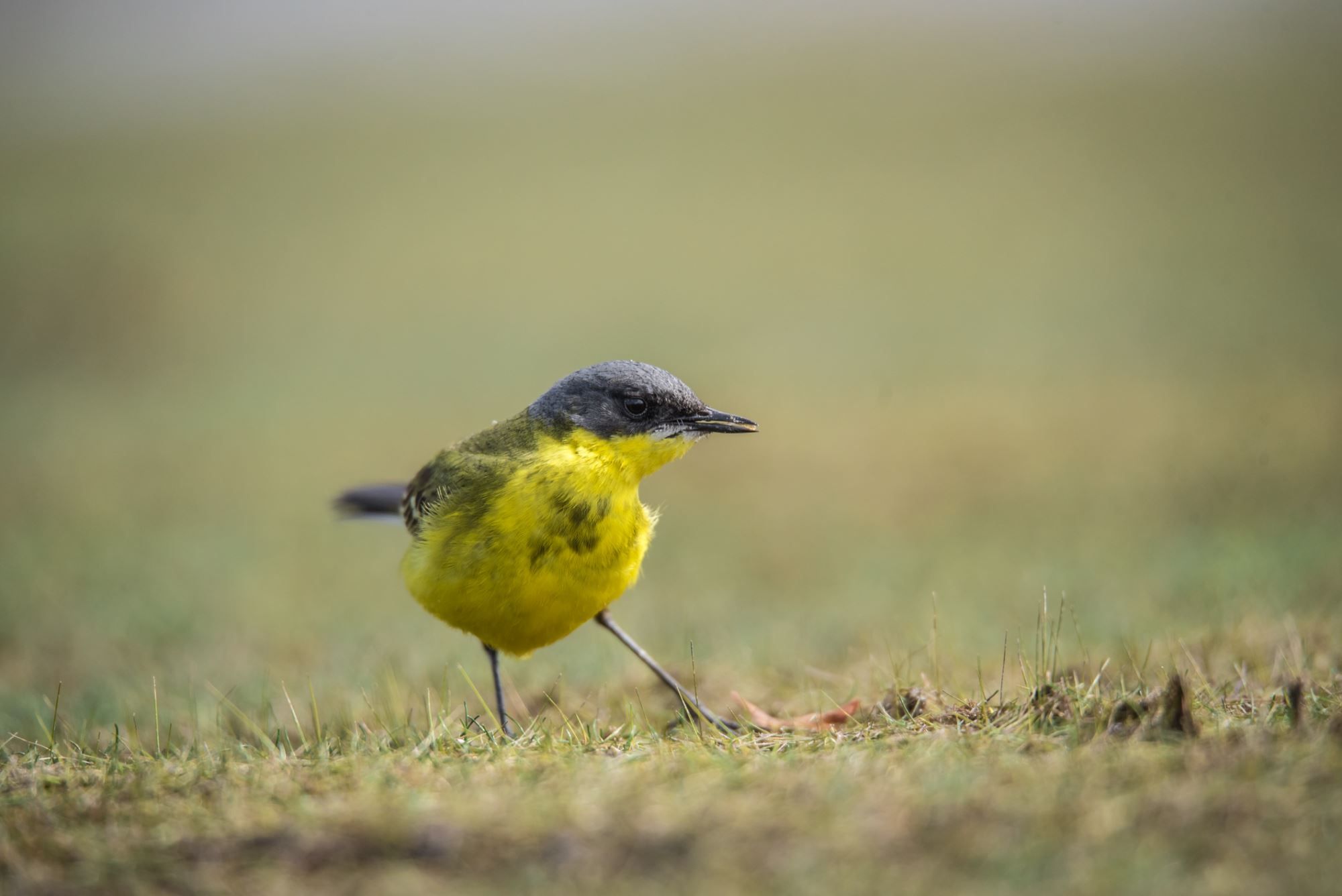 Bird watching with guide