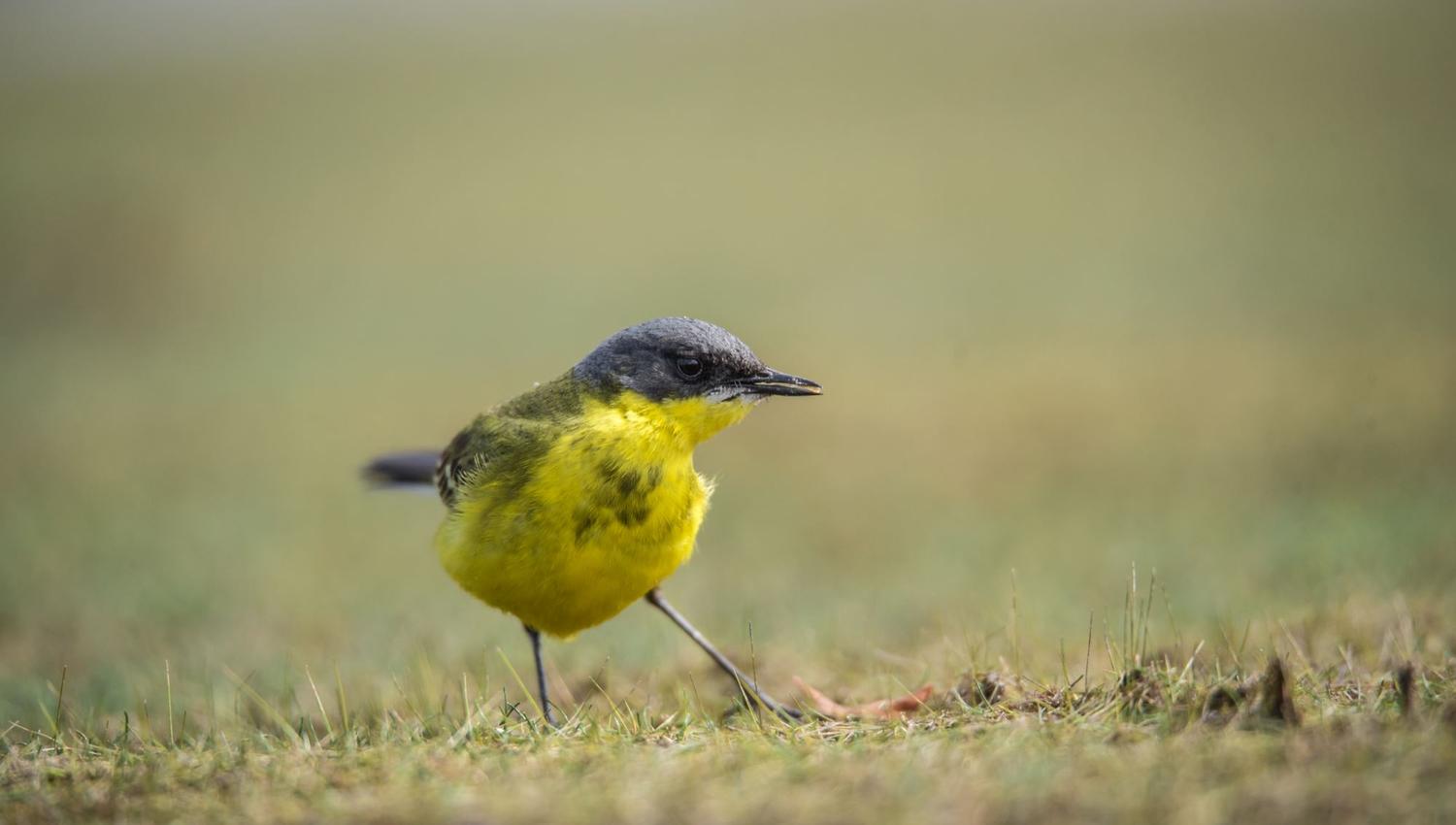 Bird watching with guide