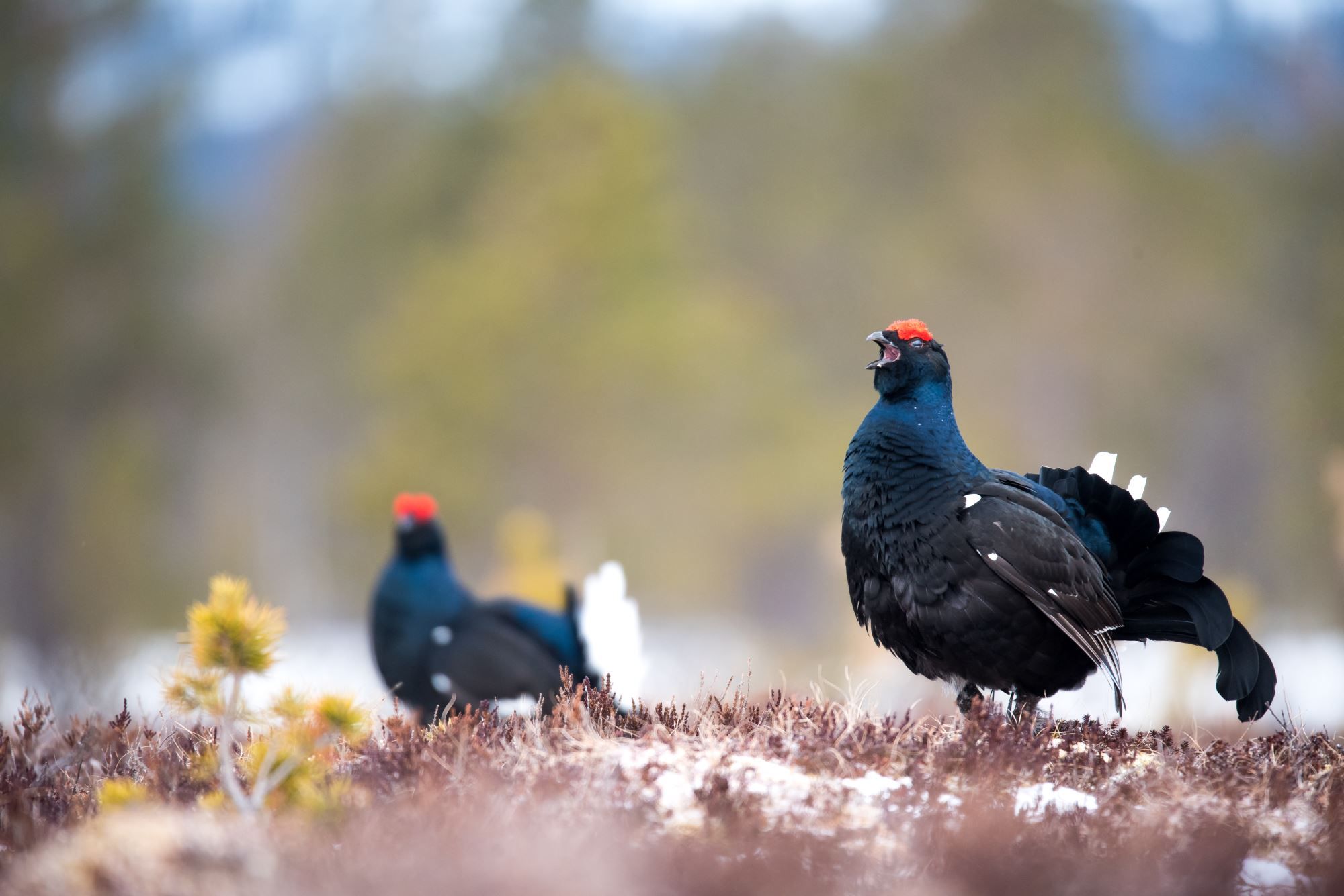 Black grouse pavarotti