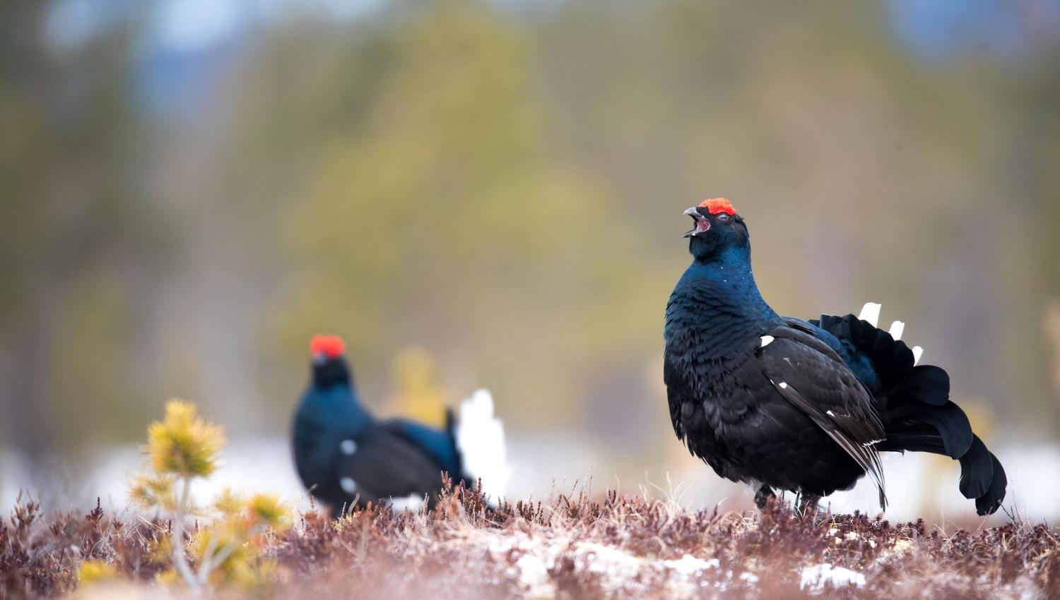 Black grouse pavarotti
