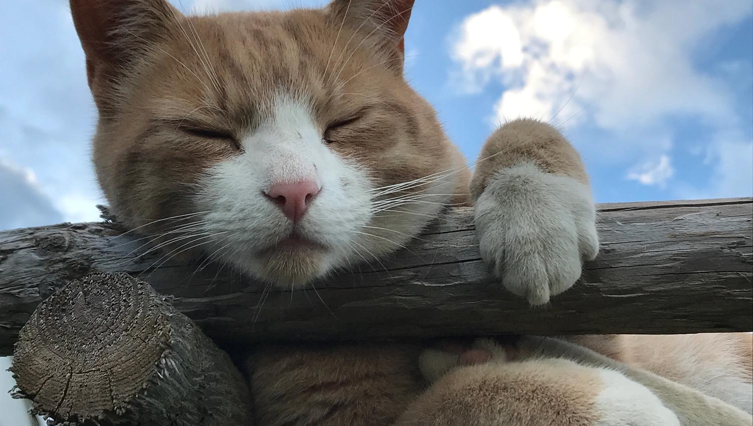 Kitty cat