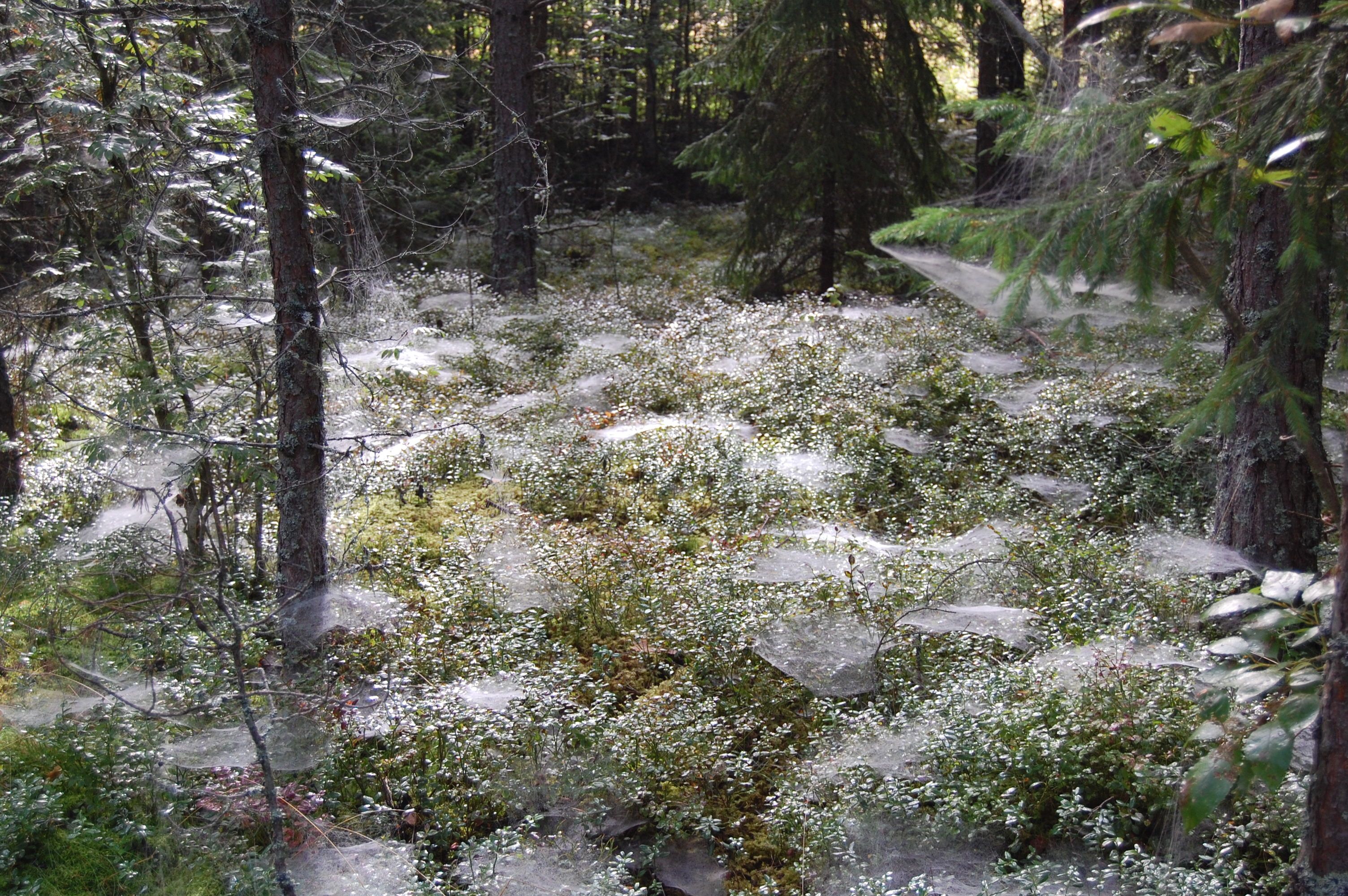 Spindelvevlysning, Finnskogen Adventures