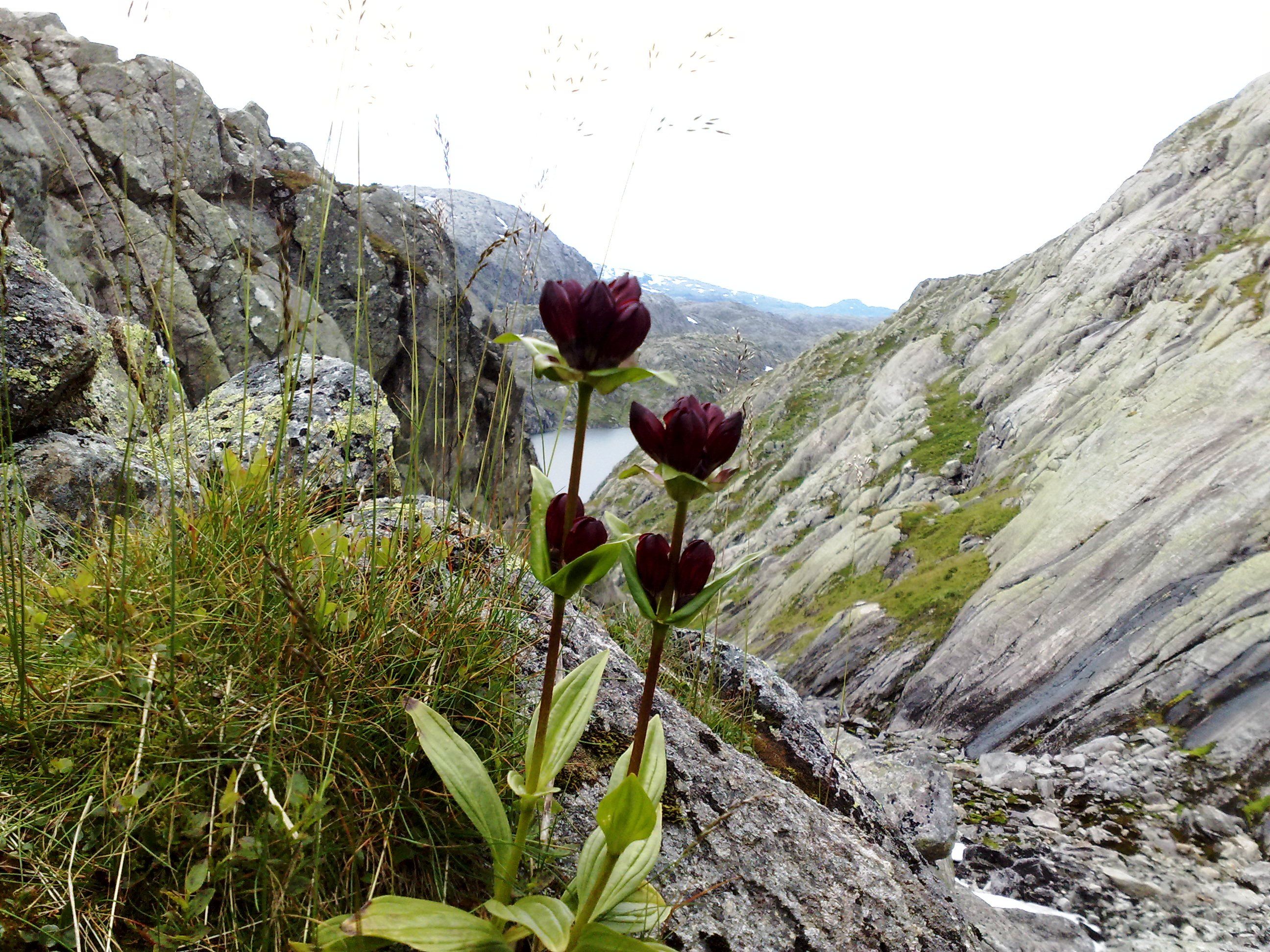 Raud purpurmarihand blomstrar i fjellet ved Røldalssåto – eit vakkert innslag i den ville naturen.