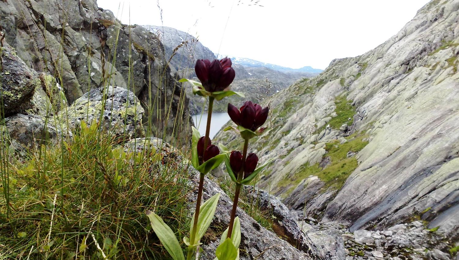Raud purpurmarihand blomstrar i fjellet ved Røldalssåto – eit vakkert innslag i den ville naturen.