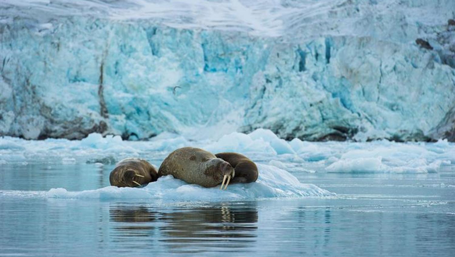 Tre hvalrosser ligger på et isflak