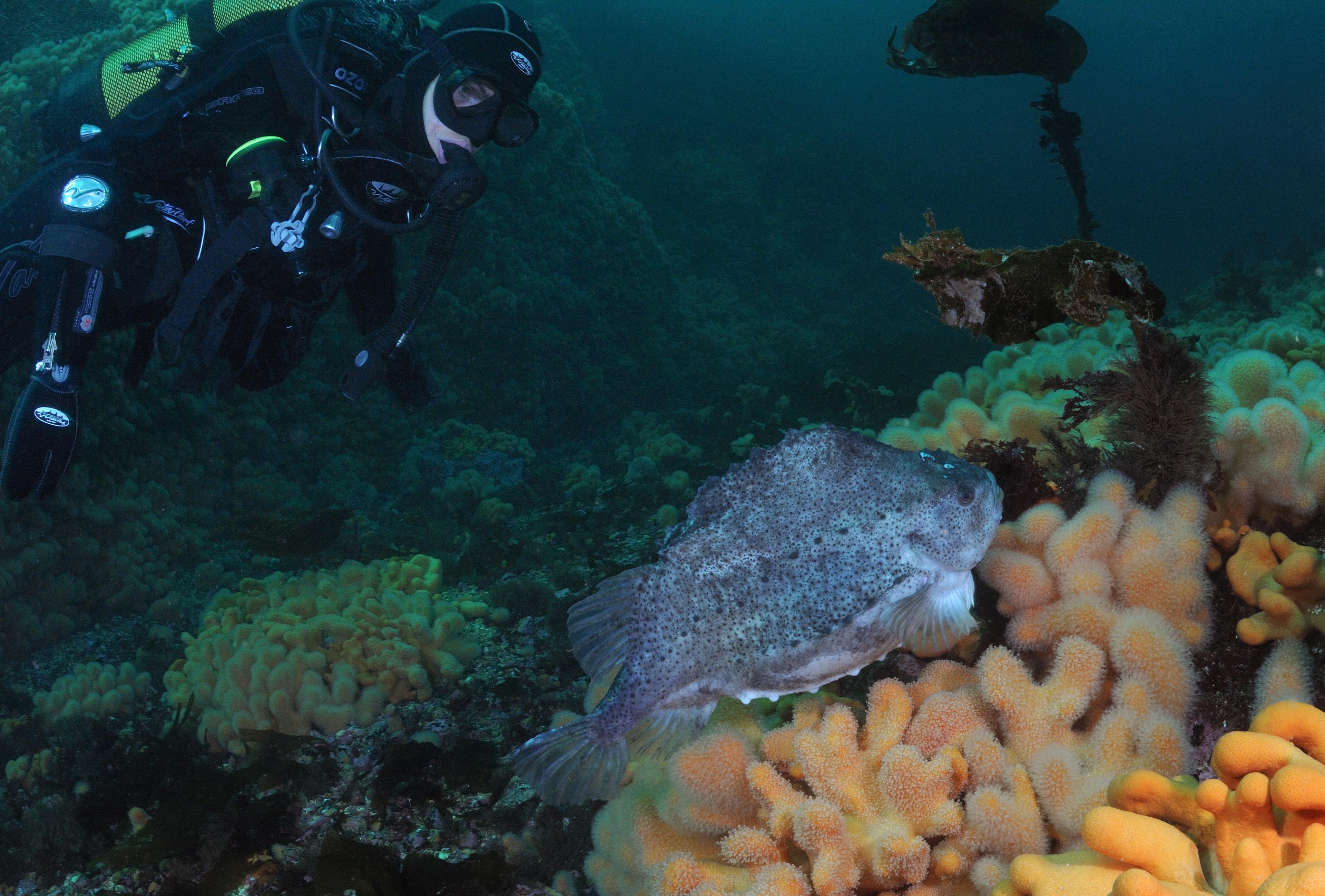 Diving at The Atlantic road  - Strømsholmen Seasport center