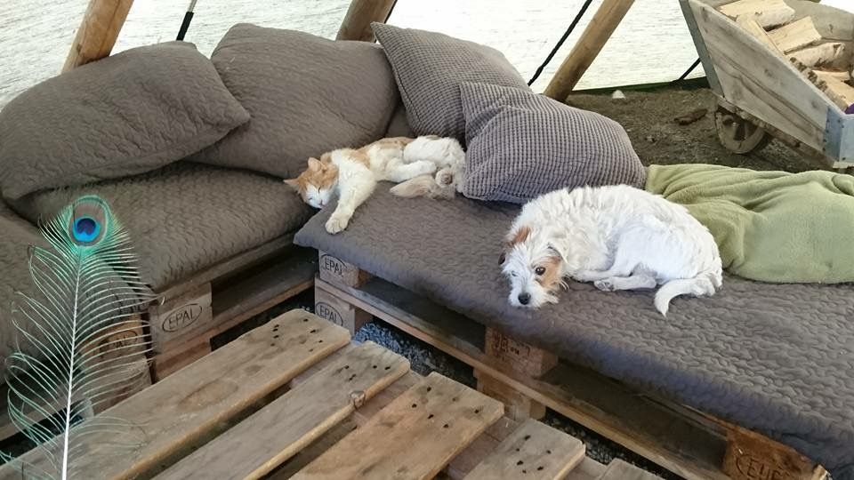 Dog and cat enjoying themselves outside on the sofa