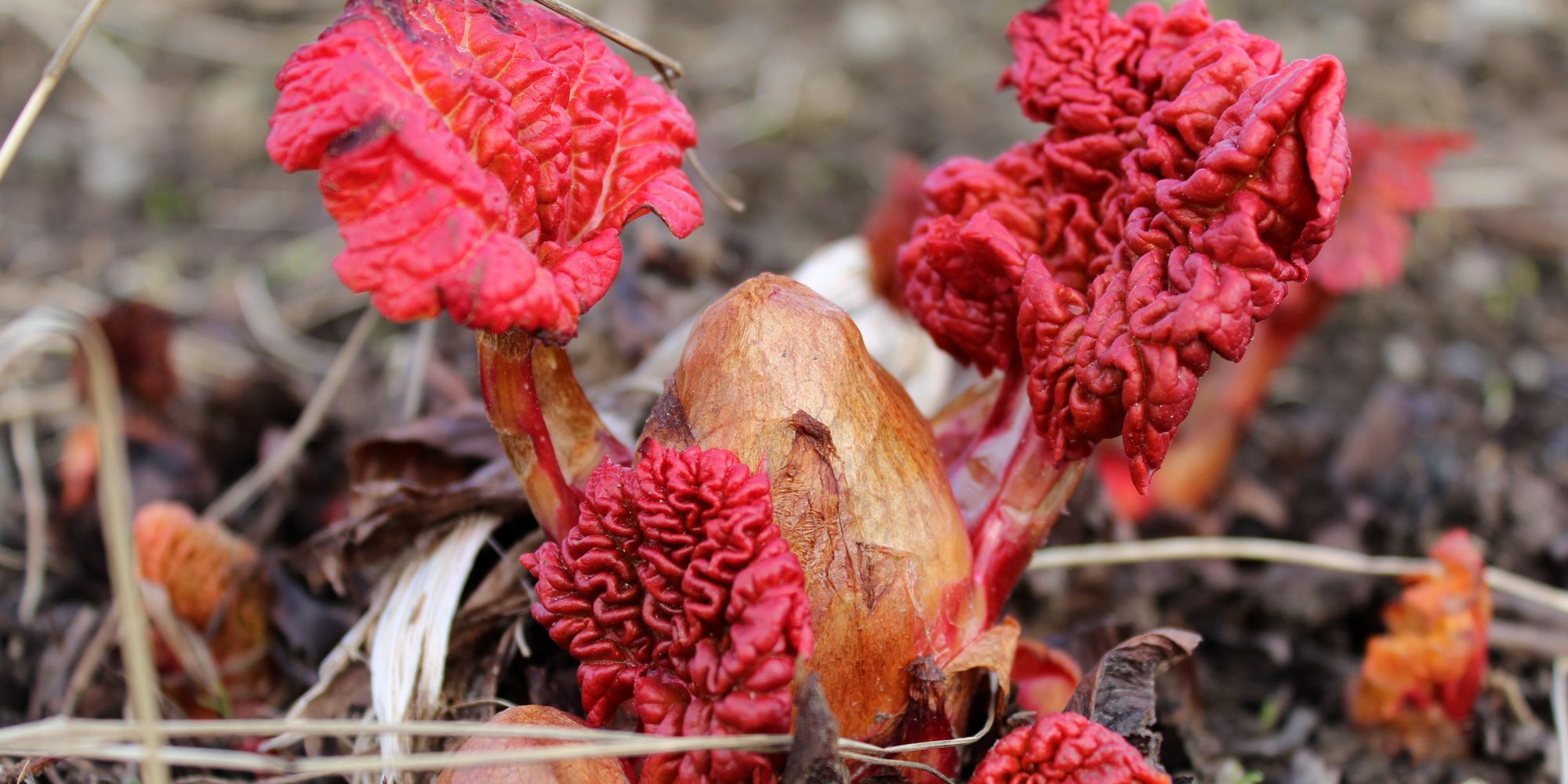Salat i vekst på Mikkehaug