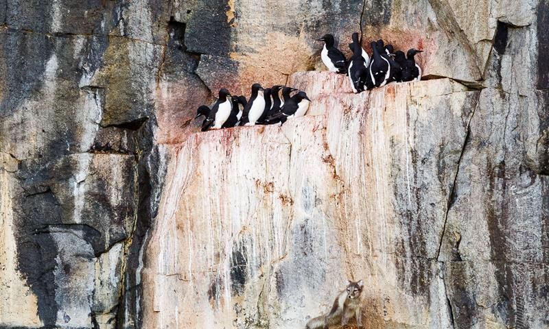 Little auks on a cliff 