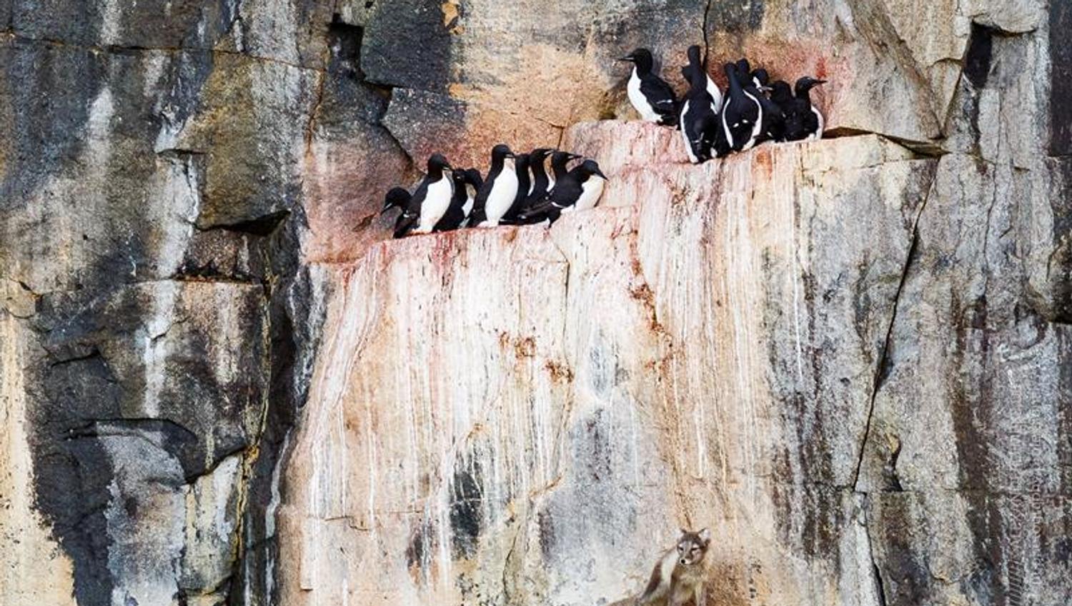 Little auks on a cliff
