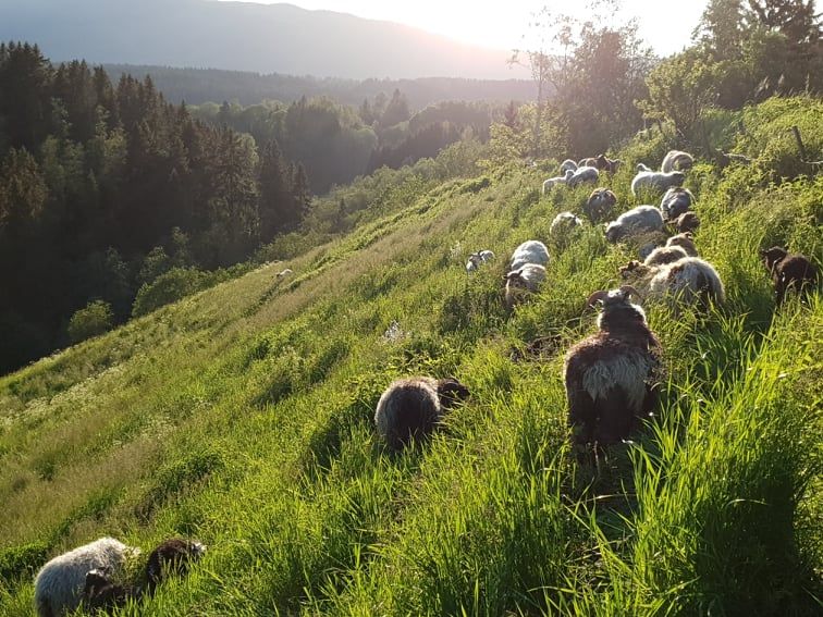 Sauer i ravinelandskap