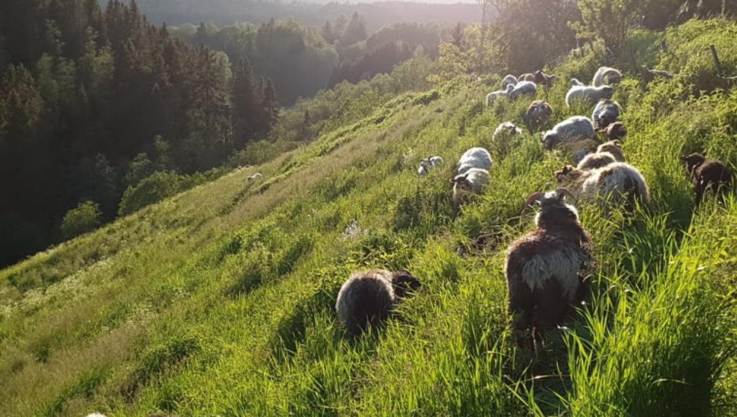 Sauer i ravinelandskap