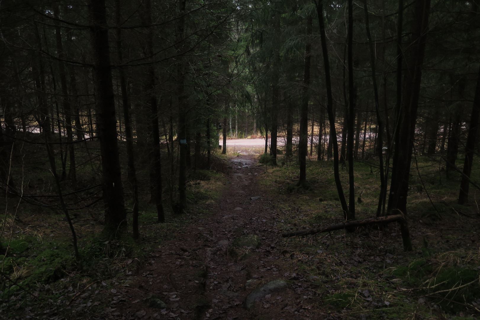 trampesti i skogen som leder til gruset sti