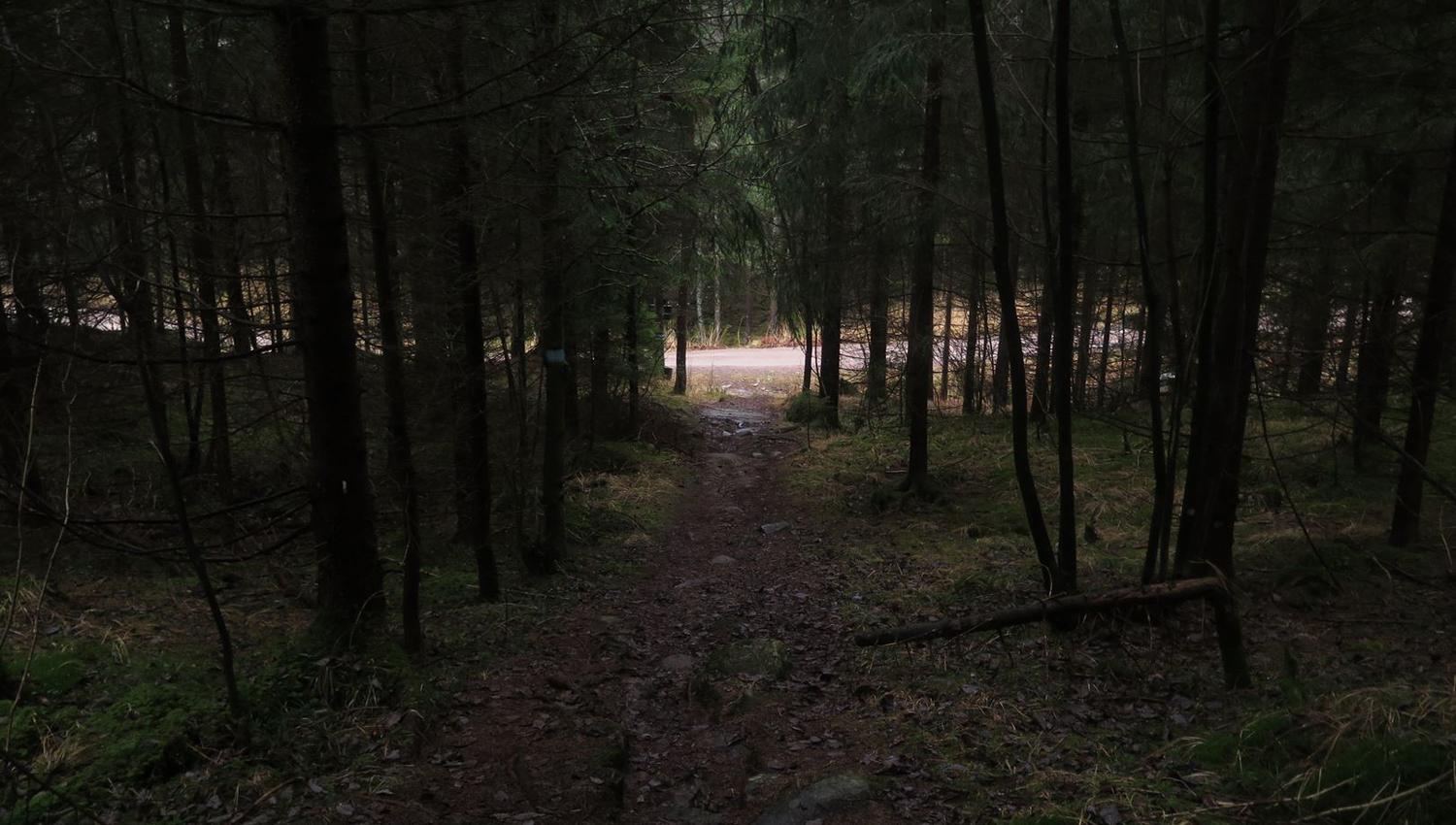trampesti i skogen som leder til gruset sti