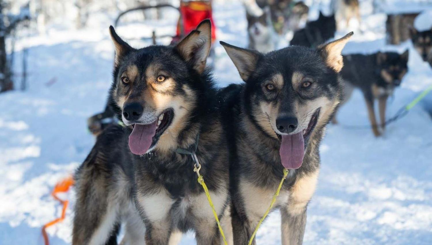 Two huskies during the winter