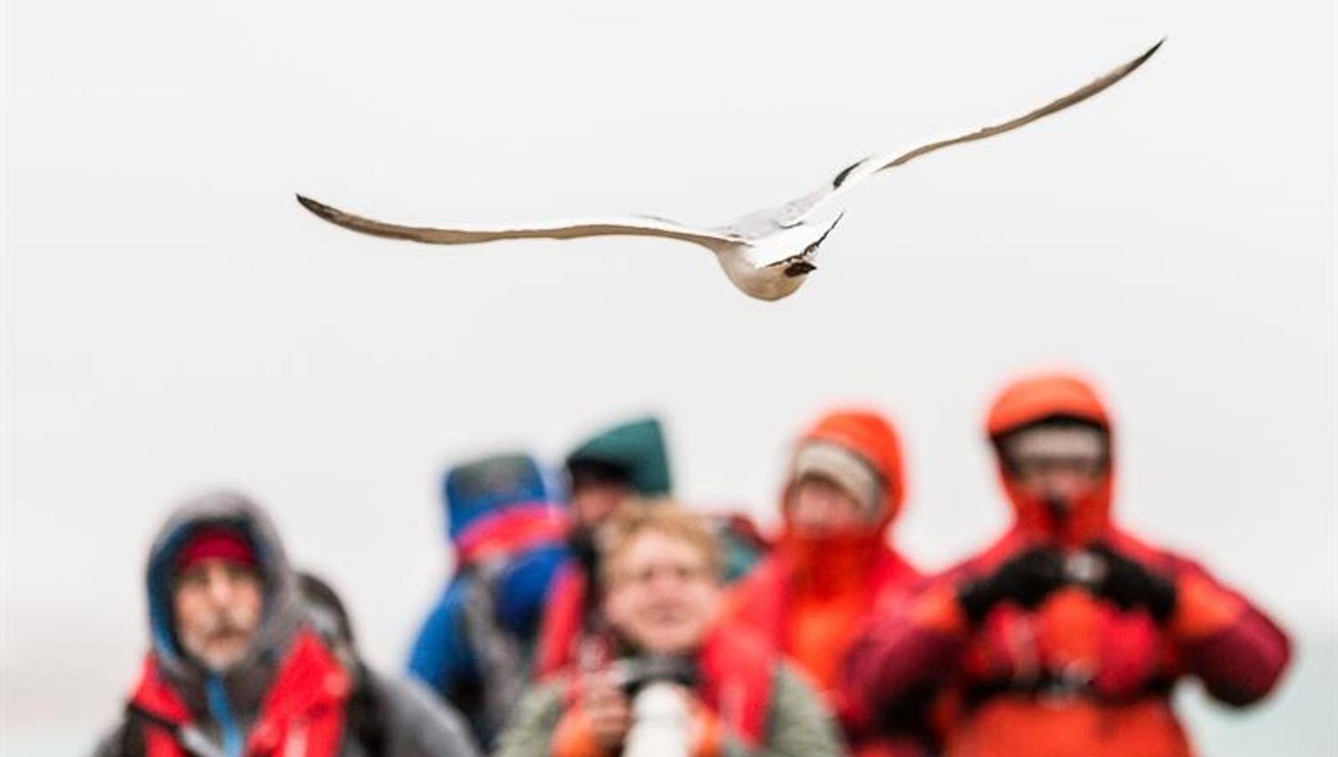 Fugl som flyr rett foran en gruppe gjester