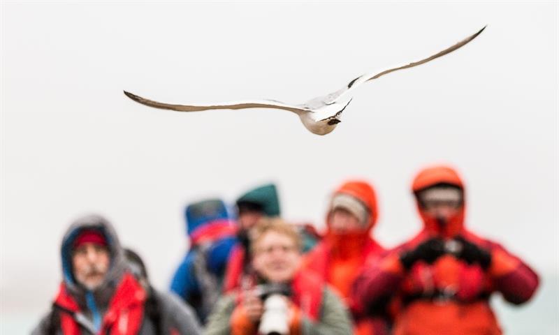 Bird flying in front of a group of guests