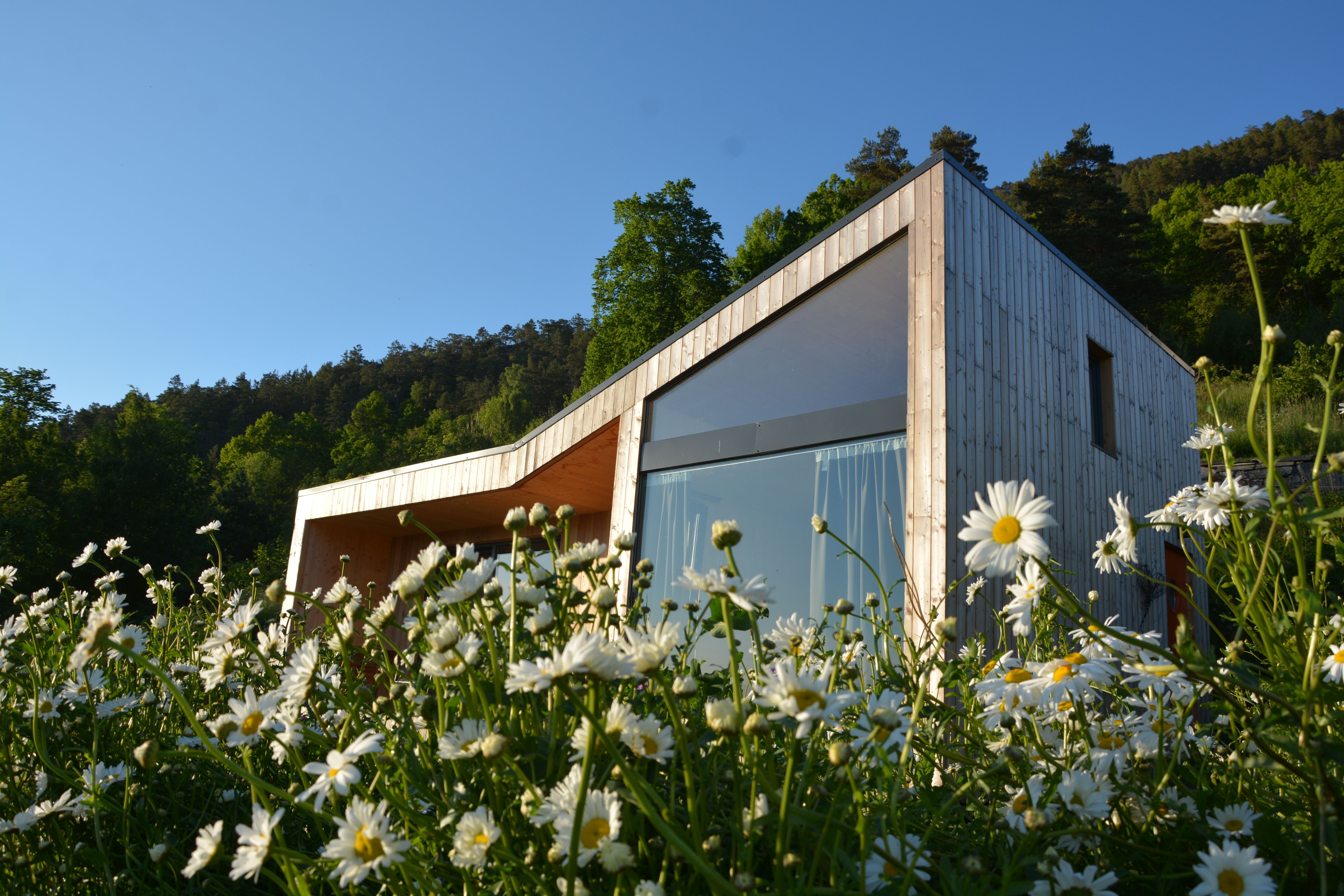 Cabin surrounded by daisies with a forest backdrop in Hardanger.
