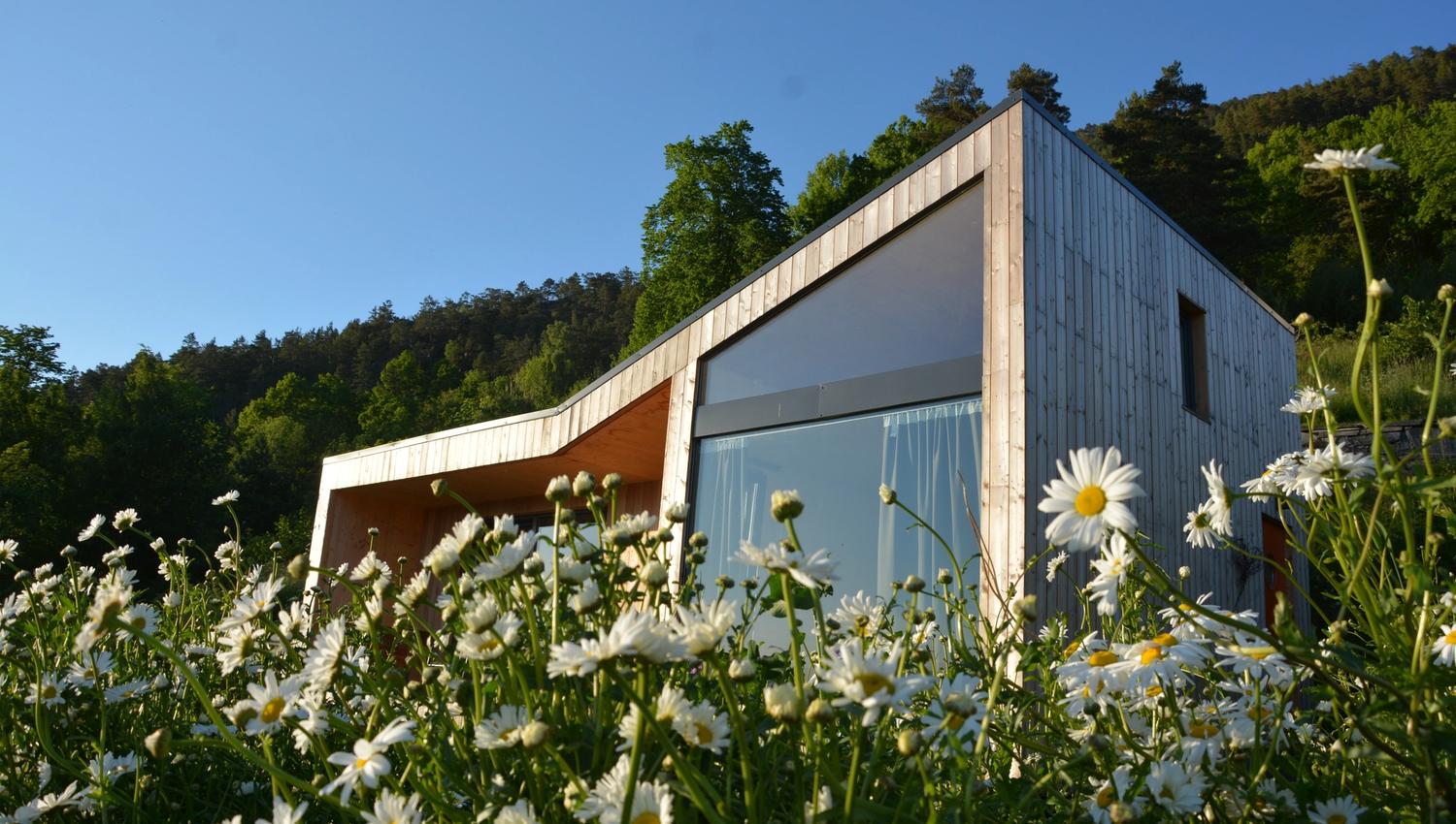 Cabin surrounded by daisies with a forest backdrop in Hardanger.