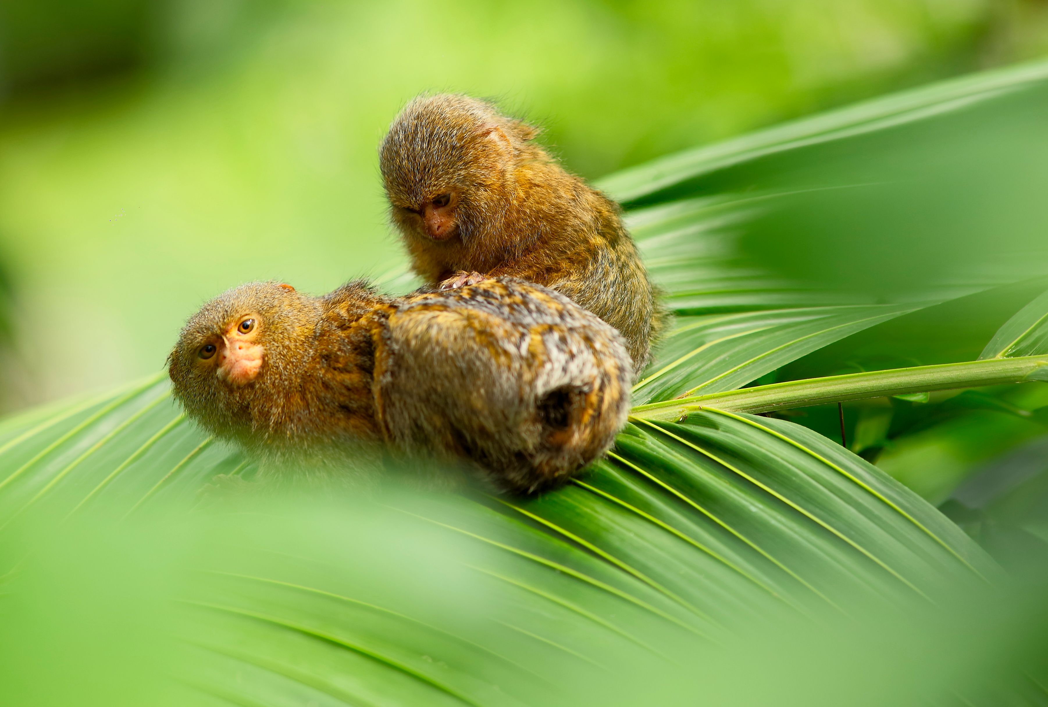 Den Lille Dyrehage miniaper