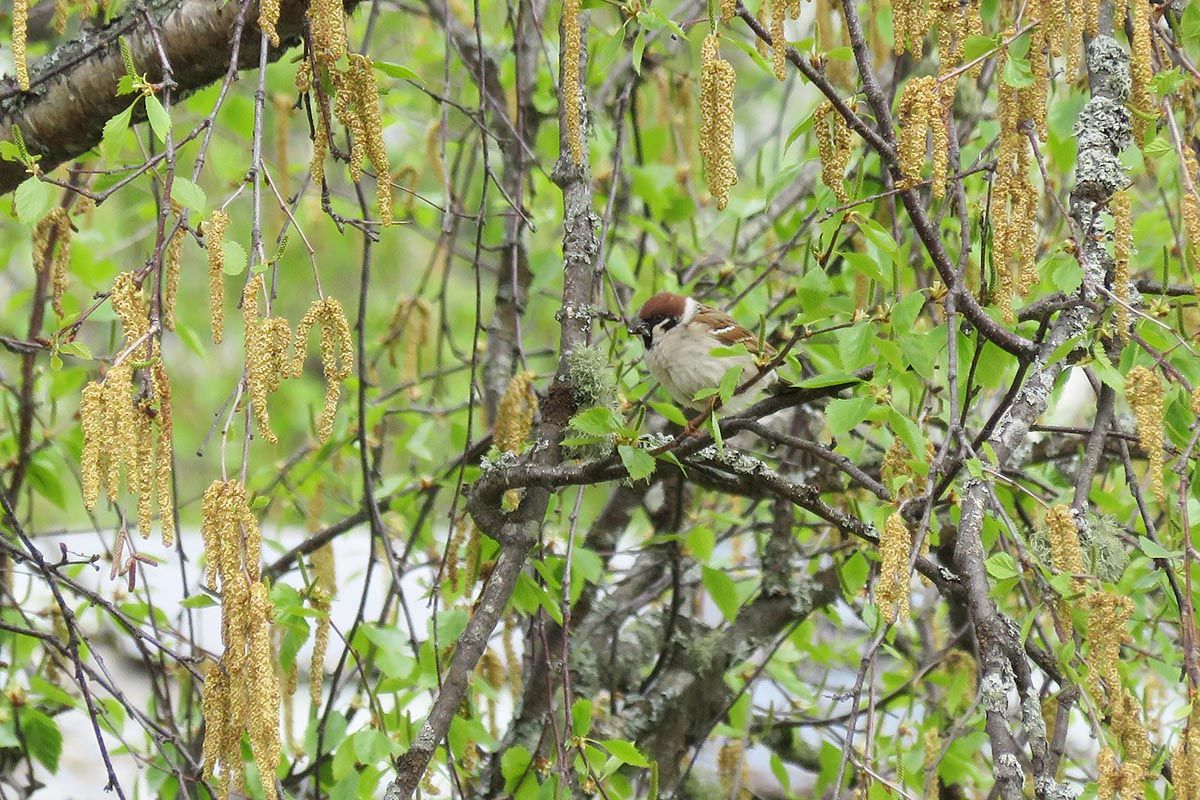 Pilfink_IMG_1049_web