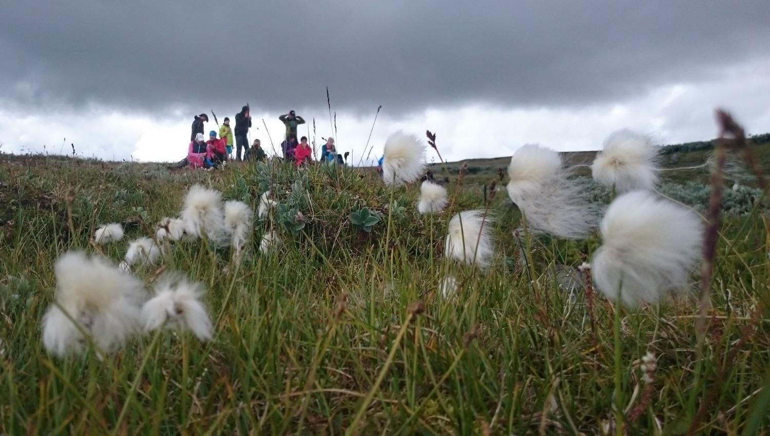Myr med hvitull i forgrunnen og turgruppe på fjellvidde under grå himmel.