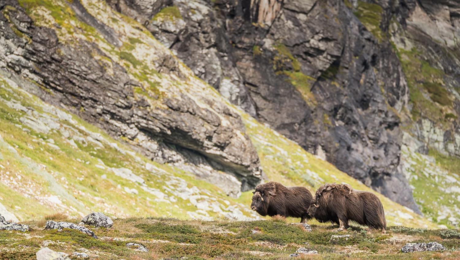 Moskussafari