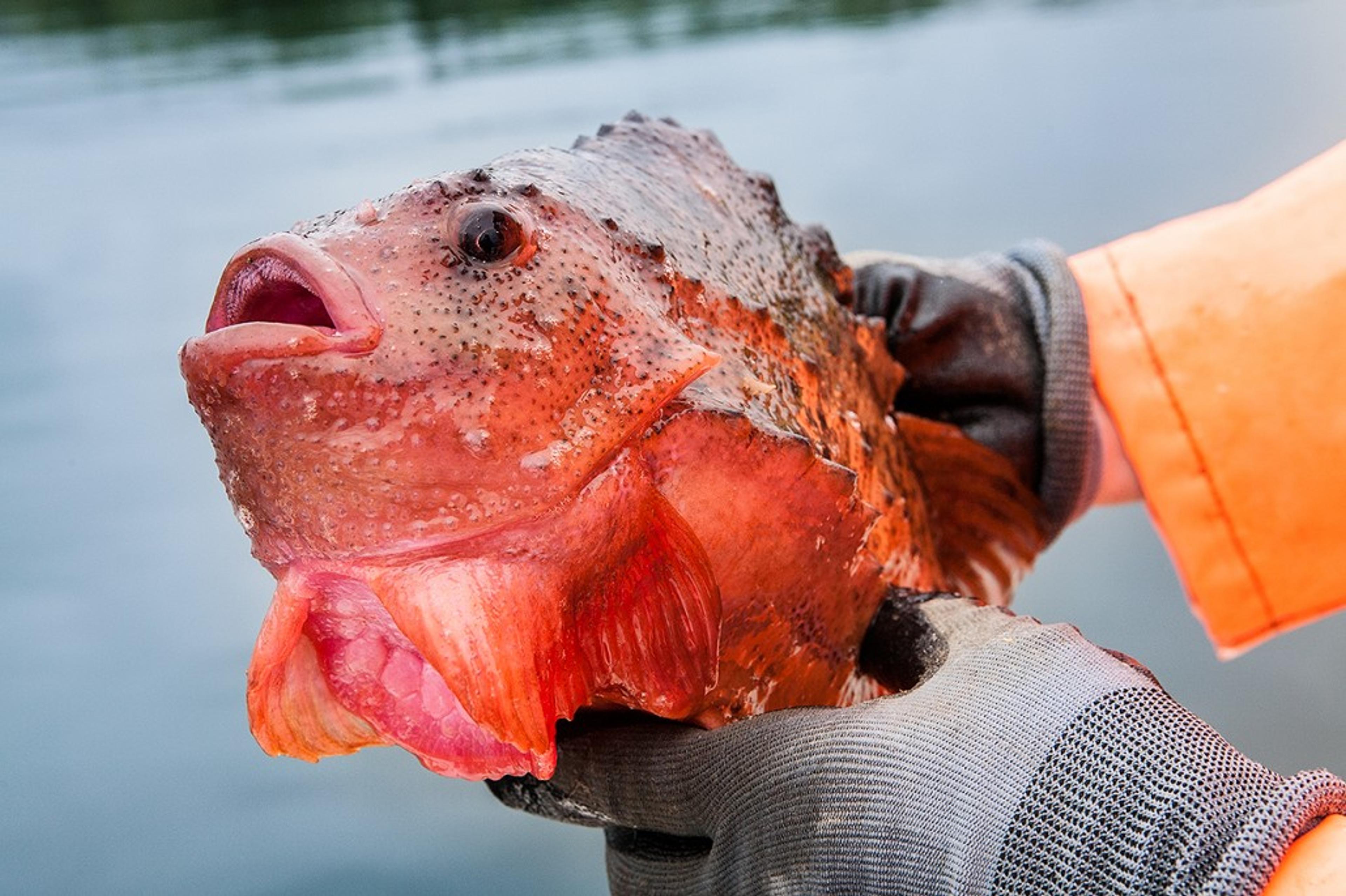 Lillevik Hytter - Cottages