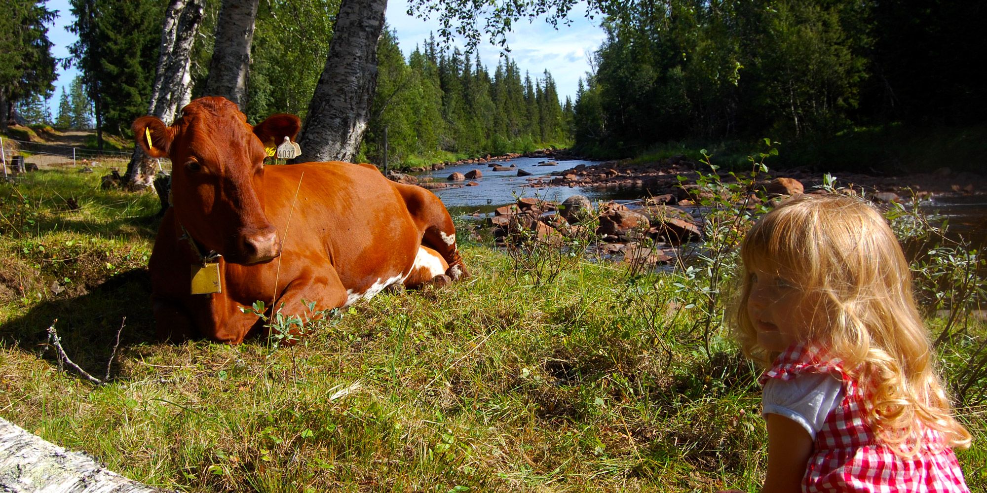 Litjbudeia passer på kua