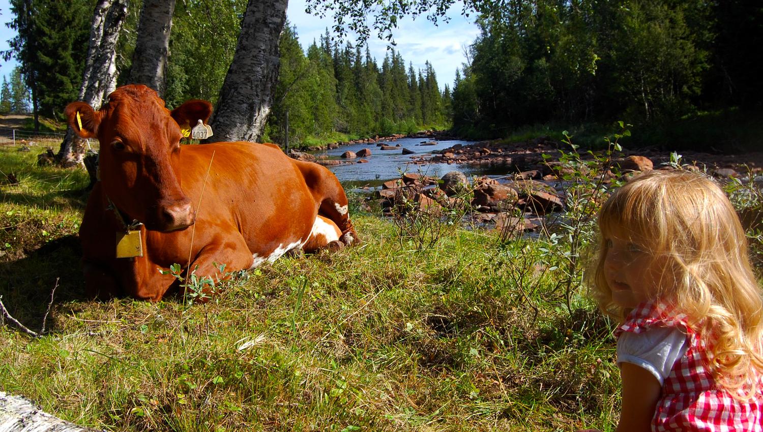 Litjbudeia passer på kua