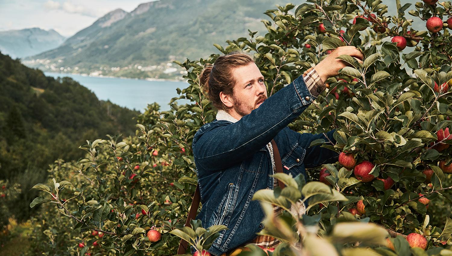 picking apples