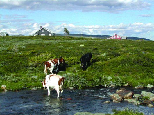 hamarsboenstolen_melking