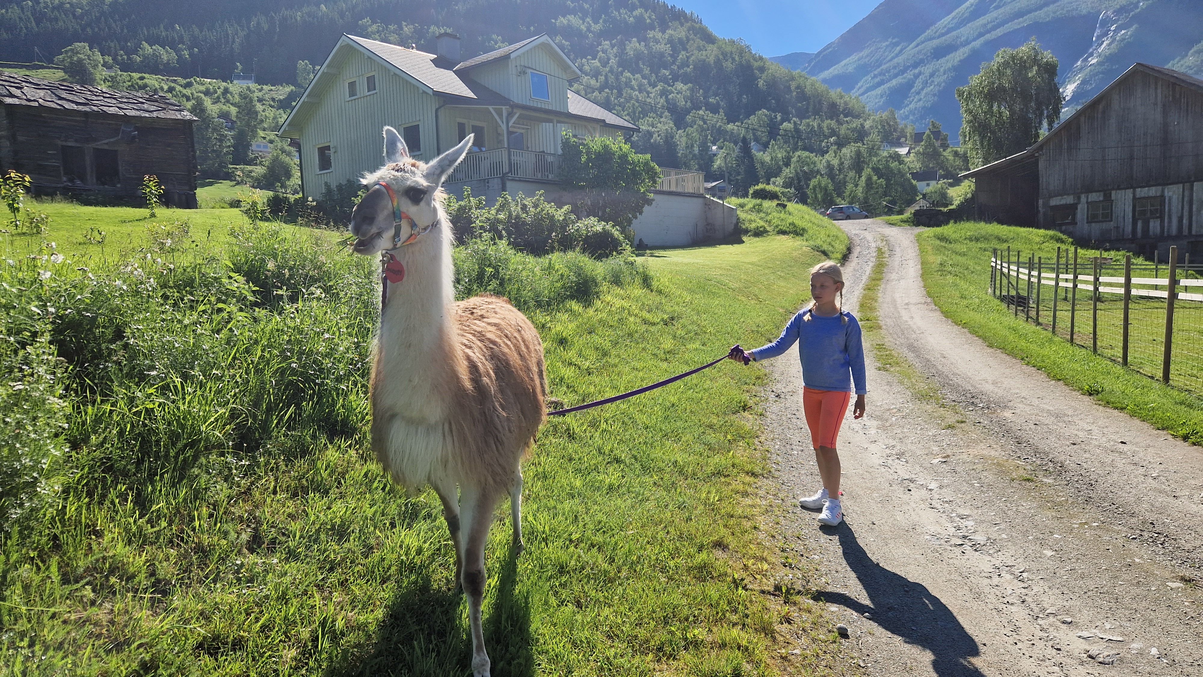Skjolden Llamas